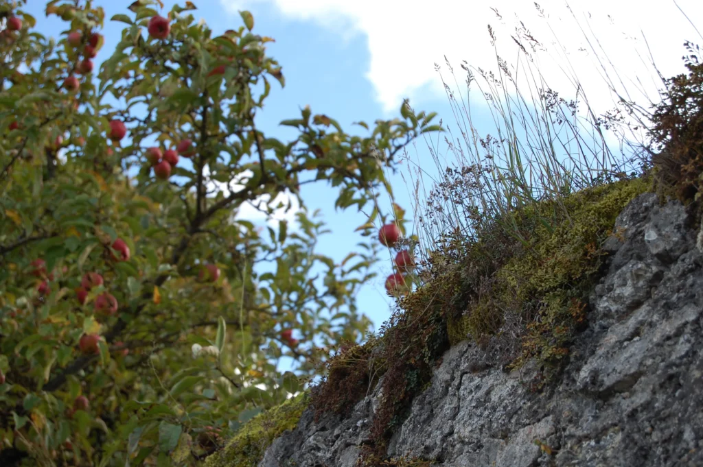 Apfelbaum mit roten Früchten hinter einer moosbewachsenen Felswand, blauer Himmel und zarte Gräser im Vordergrund – stimmungsvolle Naturaufnahme im Spätsommer.